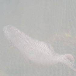 淡路じゃのひれフィッシングパーク 釣果