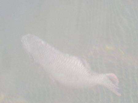 淡路じゃのひれフィッシングパーク 釣果