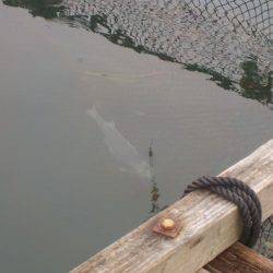 淡路じゃのひれフィッシングパーク 釣果