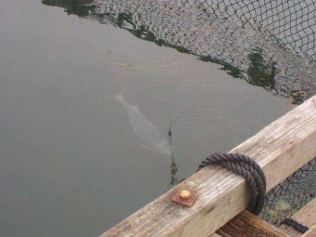 淡路じゃのひれフィッシングパーク 釣果