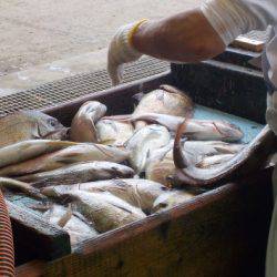 淡路じゃのひれフィッシングパーク 釣果