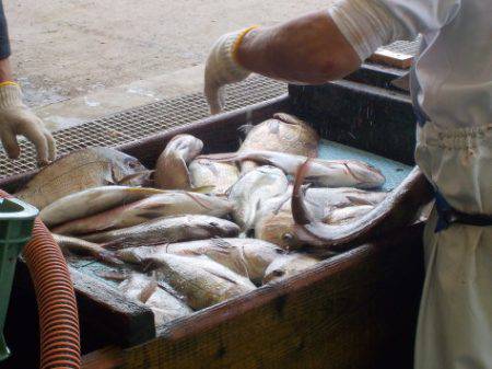 淡路じゃのひれフィッシングパーク 釣果