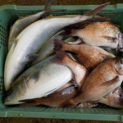 淡路じゃのひれフィッシングパーク 釣果