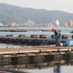 淡路じゃのひれフィッシングパーク 釣果