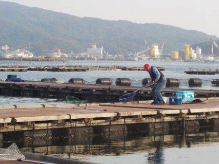 淡路じゃのひれフィッシングパーク 釣果