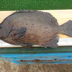 淡路じゃのひれフィッシングパーク 釣果