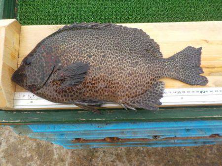 淡路じゃのひれフィッシングパーク 釣果