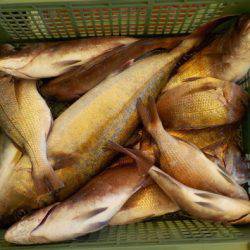 淡路じゃのひれフィッシングパーク 釣果