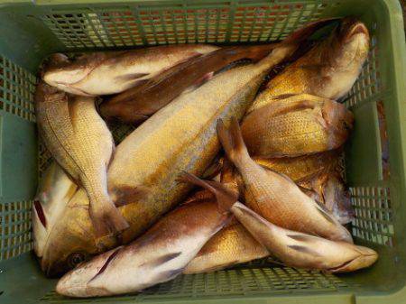 淡路じゃのひれフィッシングパーク 釣果