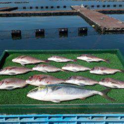 淡路じゃのひれフィッシングパーク 釣果