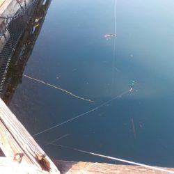 淡路じゃのひれフィッシングパーク 釣果