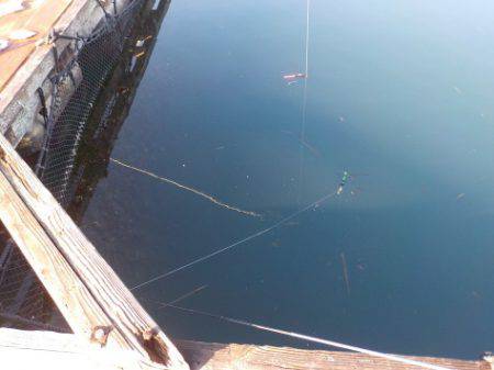 淡路じゃのひれフィッシングパーク 釣果