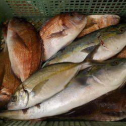 淡路じゃのひれフィッシングパーク 釣果