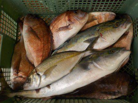 淡路じゃのひれフィッシングパーク 釣果