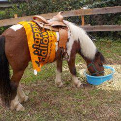 淡路じゃのひれフィッシングパーク 釣果