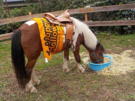 淡路じゃのひれフィッシングパーク 釣果
