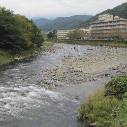 狩野川(狩野川漁業協同組合) 釣果