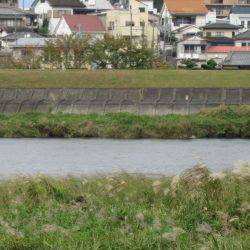狩野川(狩野川漁業協同組合) 釣果
