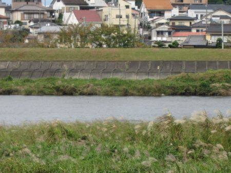狩野川（狩野川漁業協同組合） 釣果