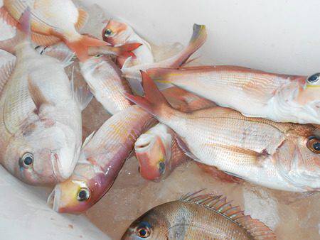 こうゆう丸 釣果