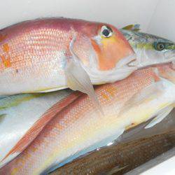 こうゆう丸 釣果