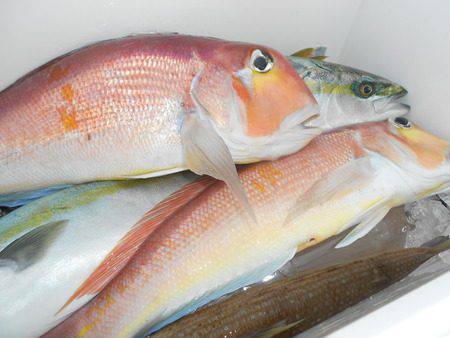 こうゆう丸 釣果