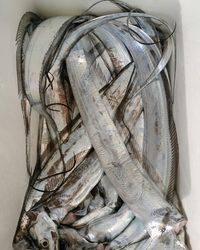 岡田釣船 八英丸 釣果