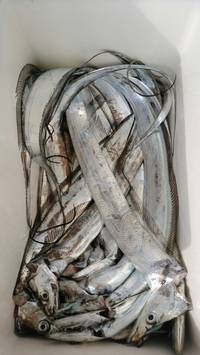 岡田釣船　八英丸 釣果