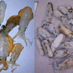 TOPGUN名古屋 釣果