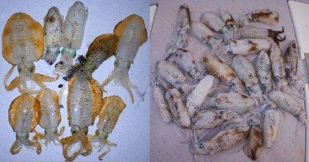 TOPGUN名古屋 釣果