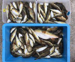 おざき丸 釣果