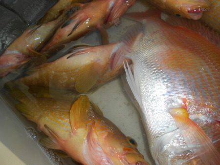 こうゆう丸 釣果