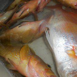 こうゆう丸 釣果