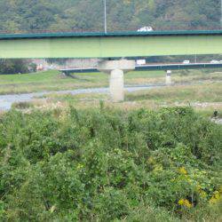 狩野川（狩野川漁業協同組合） 釣果