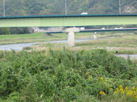 狩野川（狩野川漁業協同組合） 釣果