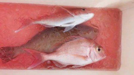 第3浜丸 釣果