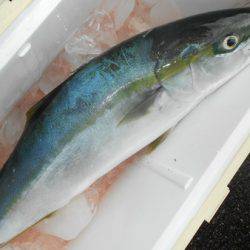 こうゆう丸 釣果