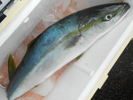 こうゆう丸 釣果