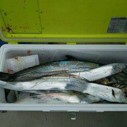 遊漁船　ニライカナイ 釣果