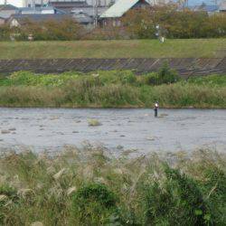 狩野川(狩野川漁業協同組合) 釣果
