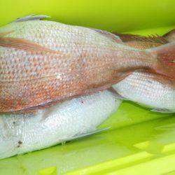 こうゆう丸 釣果