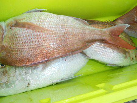 こうゆう丸 釣果