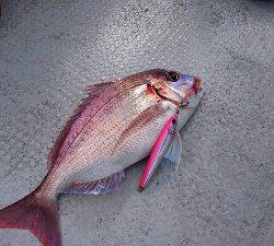 IDATEN（イダテン） 釣果