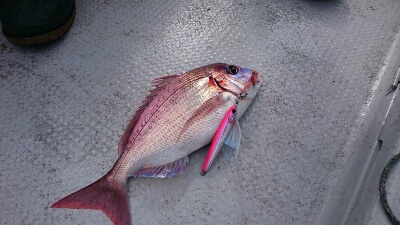 IDATEN（イダテン） 釣果