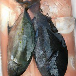 鵜来島家本渡船 釣果