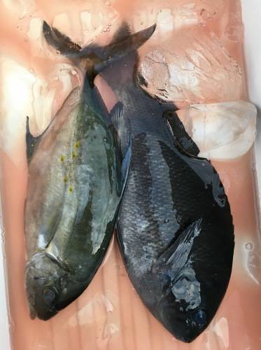 鵜来島家本渡船 釣果