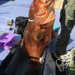鵜来島家本渡船 釣果