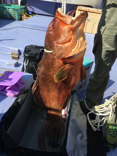 鵜来島家本渡船 釣果
