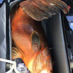 鵜来島家本渡船 釣果