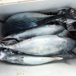 鵜来島家本渡船 釣果